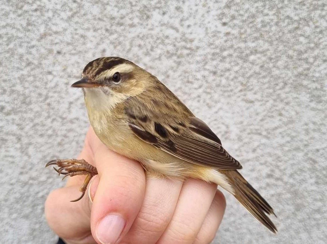 Sedge_Warbler.jpg