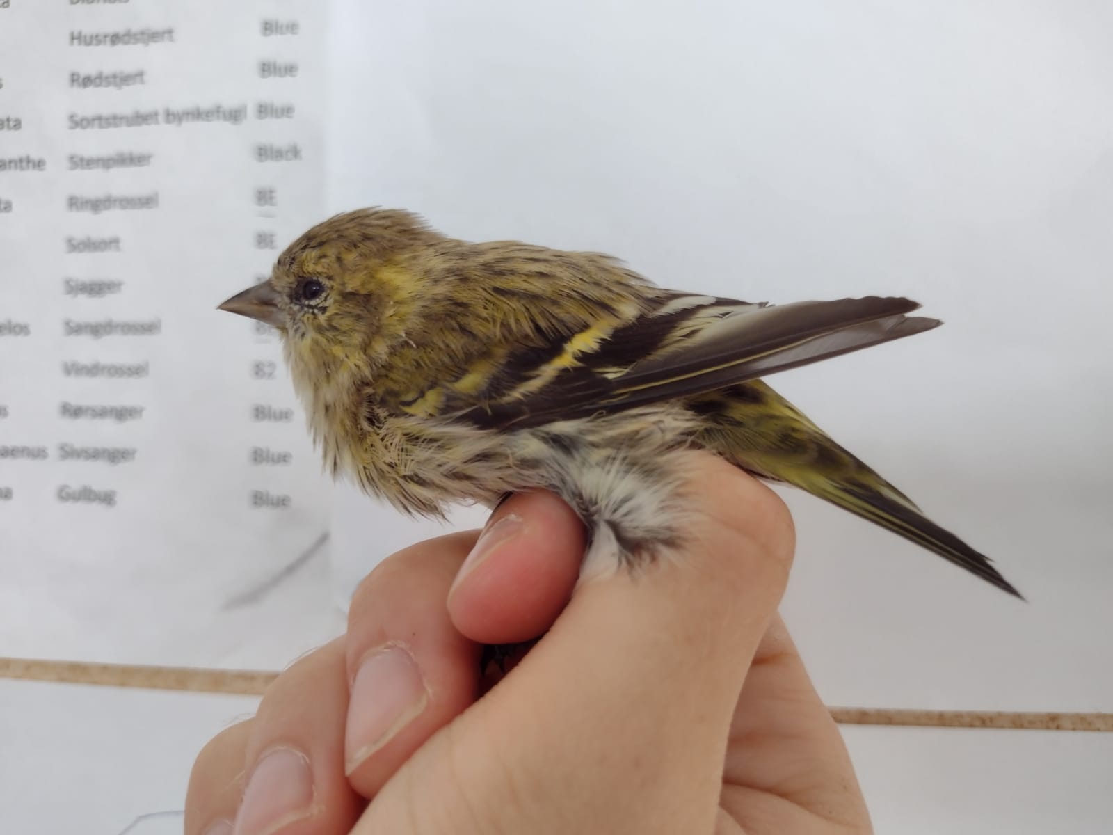 Siskin.jpeg