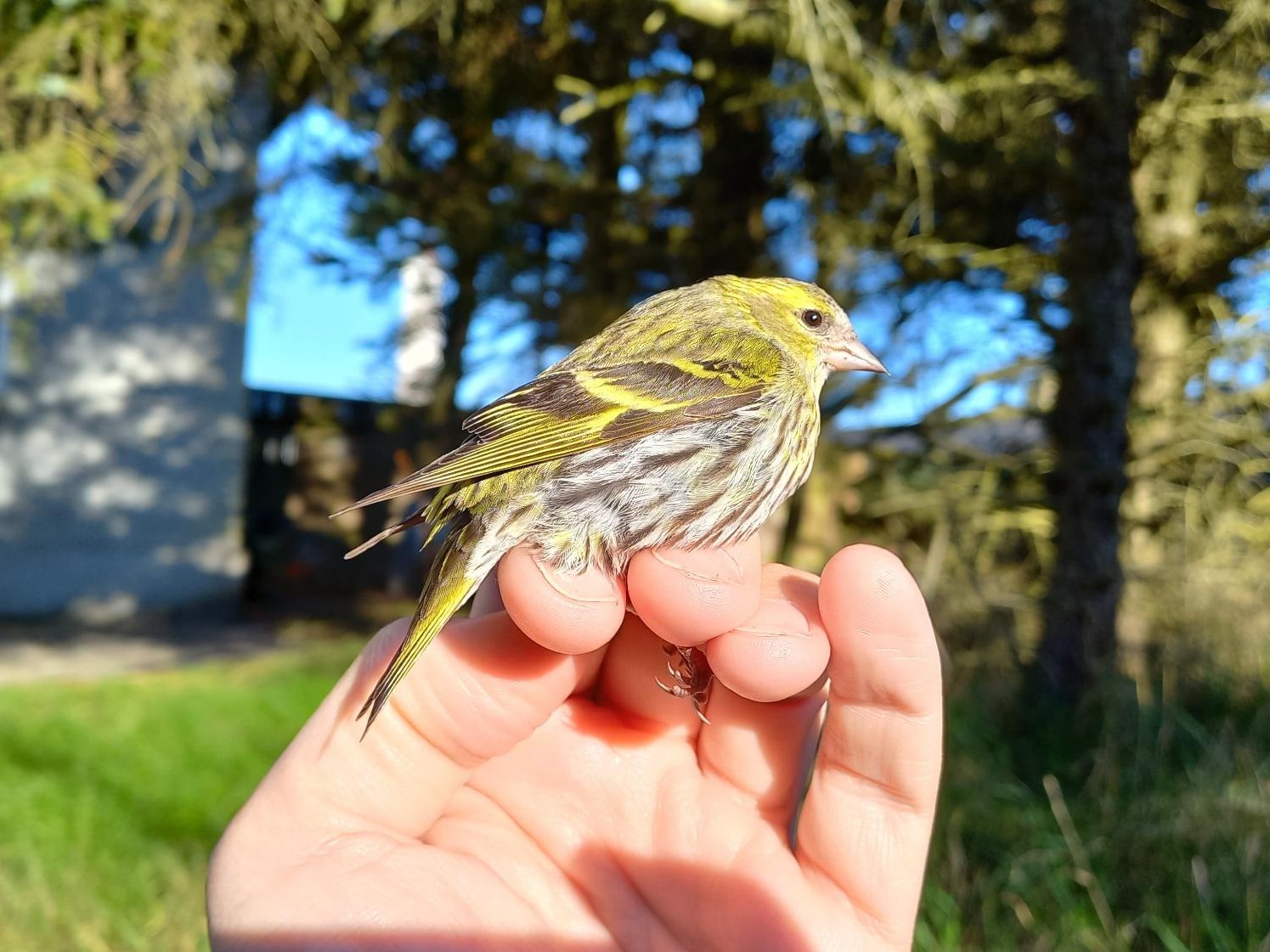 Siskin22042024