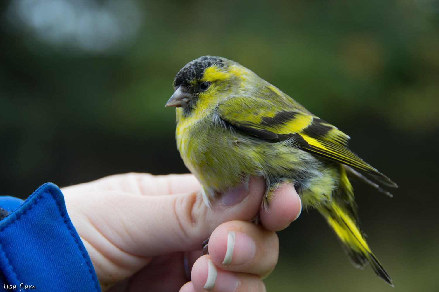 Siskin done