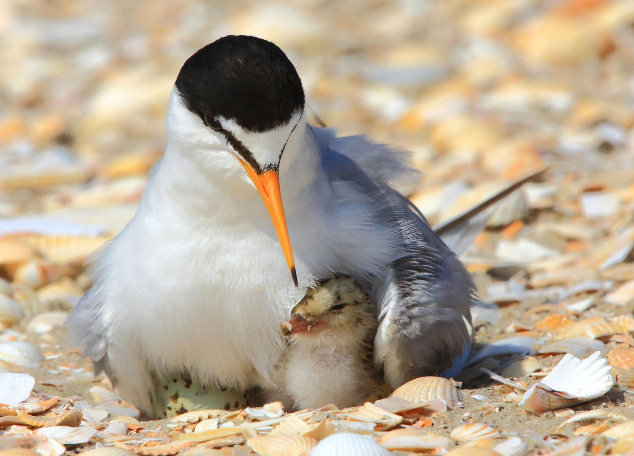 Skærmbillede 2025 11 02 kl. 18.03.35