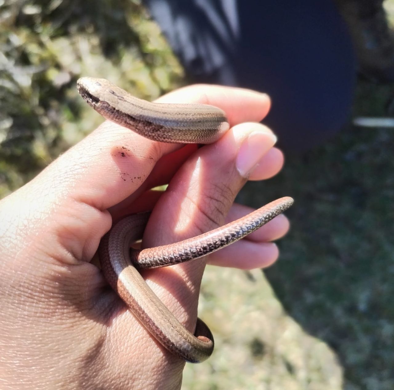 Slowworm_new.jpg