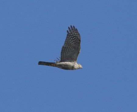 Sparrowhawk. Foto. Jennifer Leung