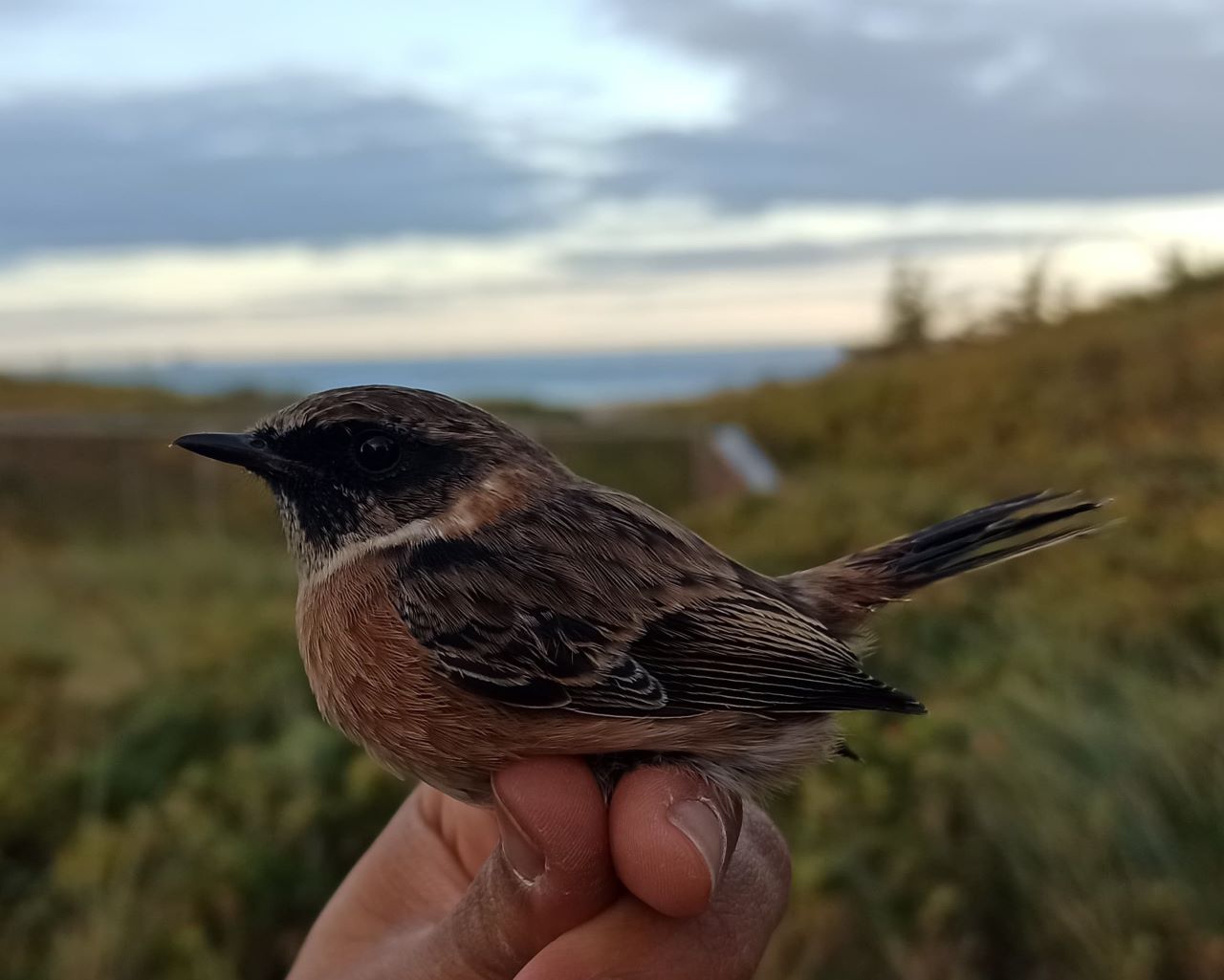 Stonechat.jpg