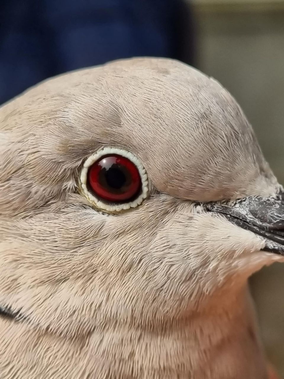 Tyrkerdue_eye.jpg