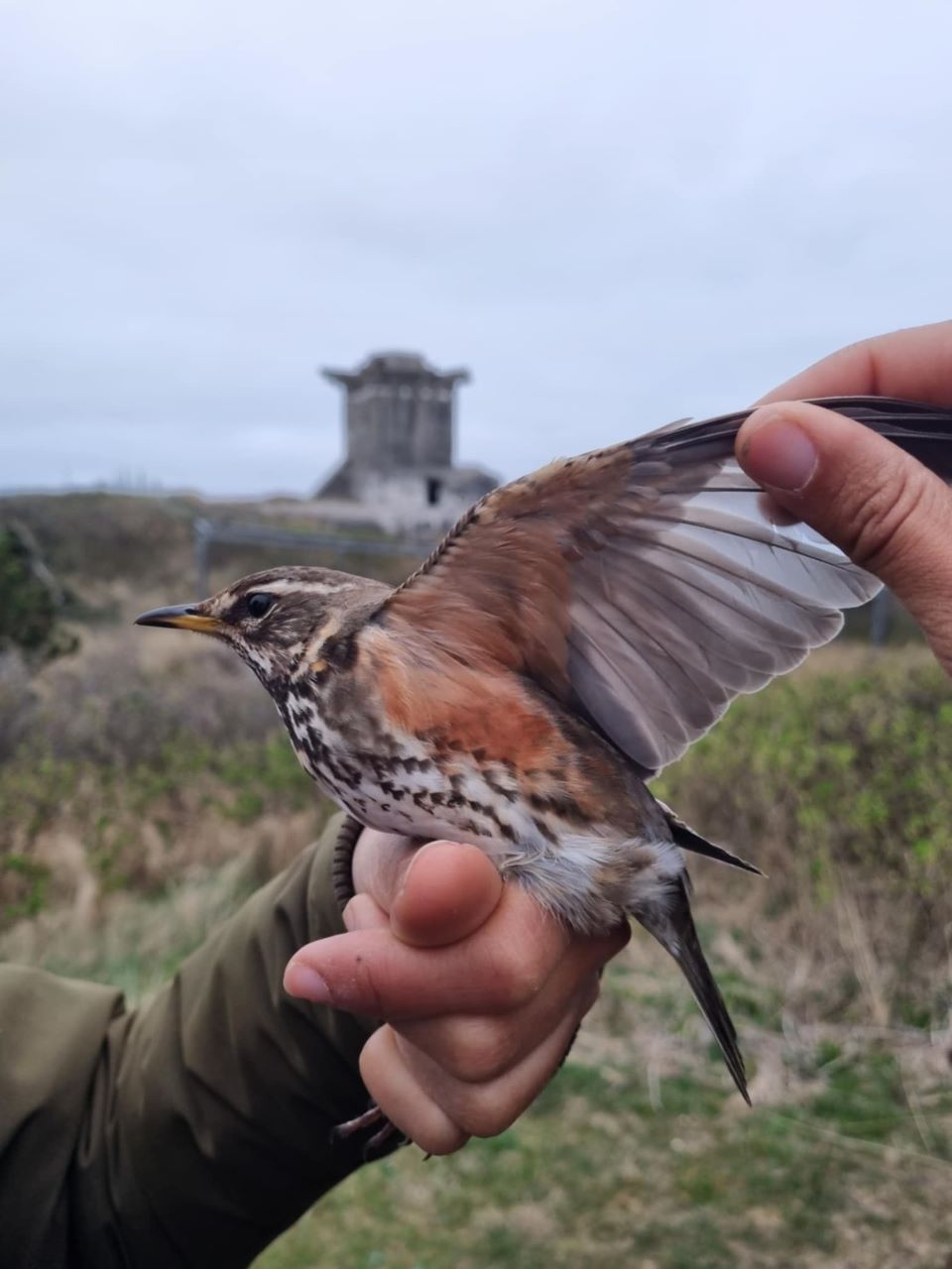 Underwing_redwing.jpg