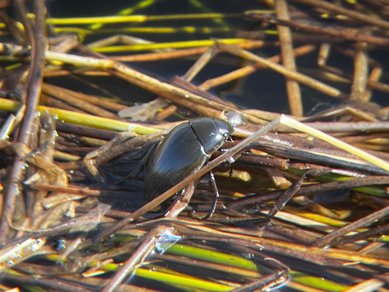 Water_beetle_JOseph.jpg