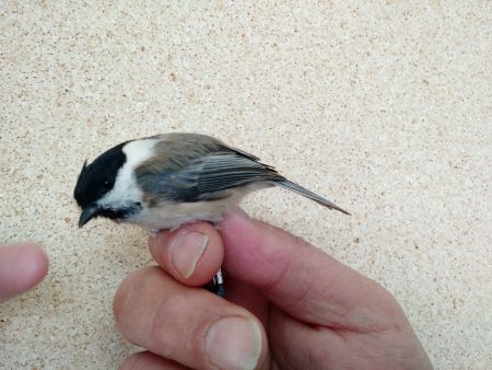 Willow Tit. Foto. Jennifer leung