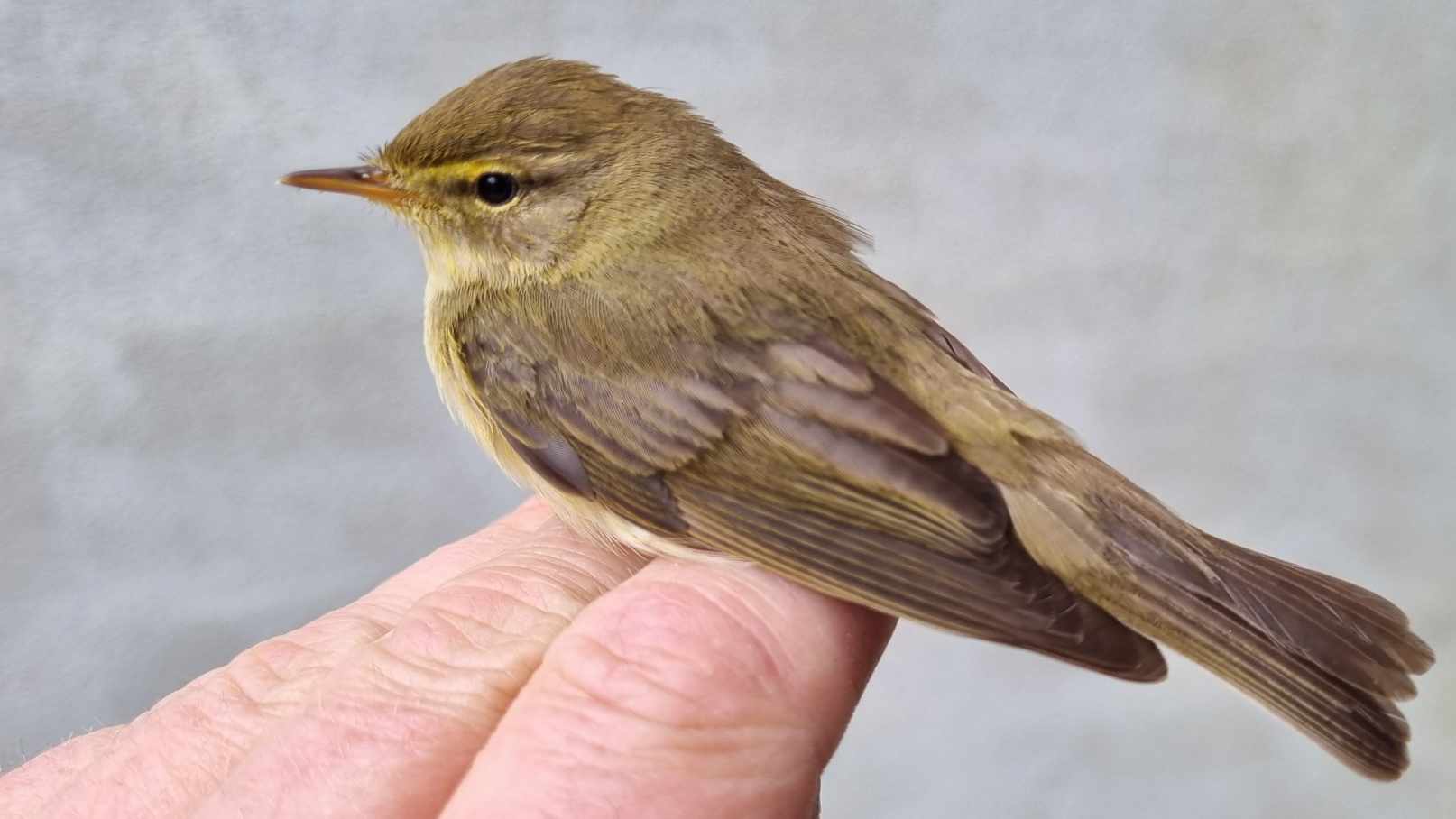 Willow Warbler