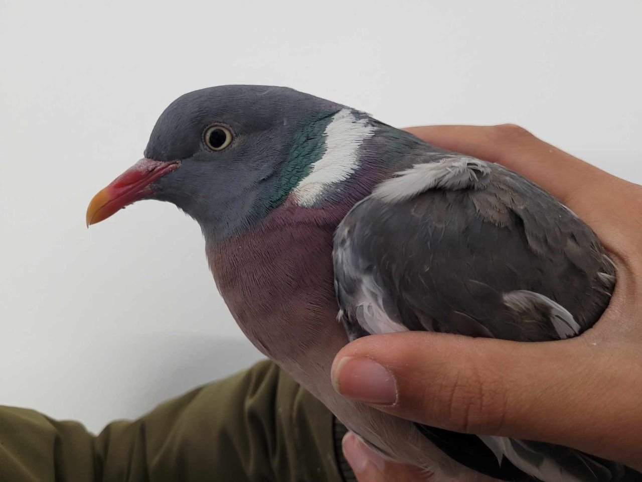 Wood_Pigeon_Emma.jpg