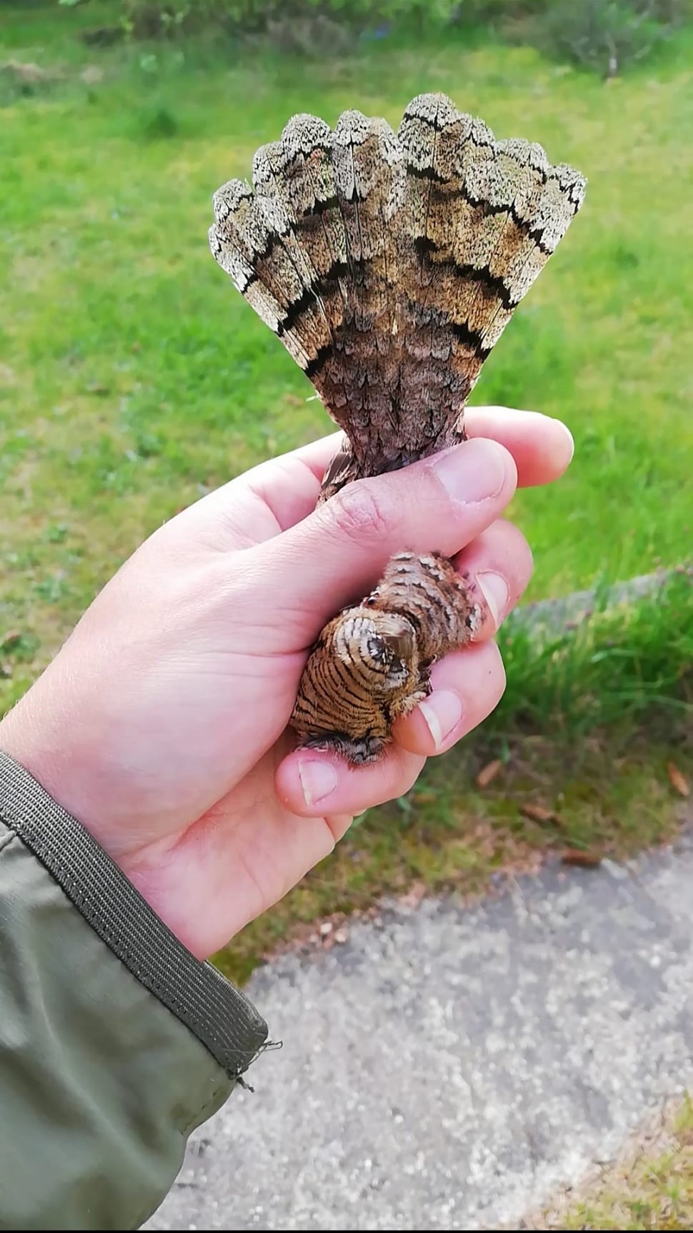 Wryneck.jpg