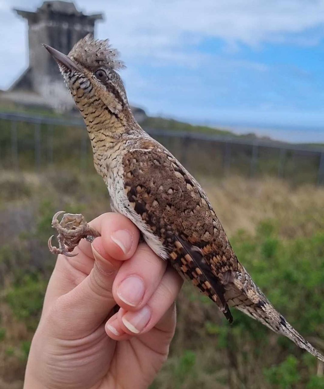 Wryneck 1