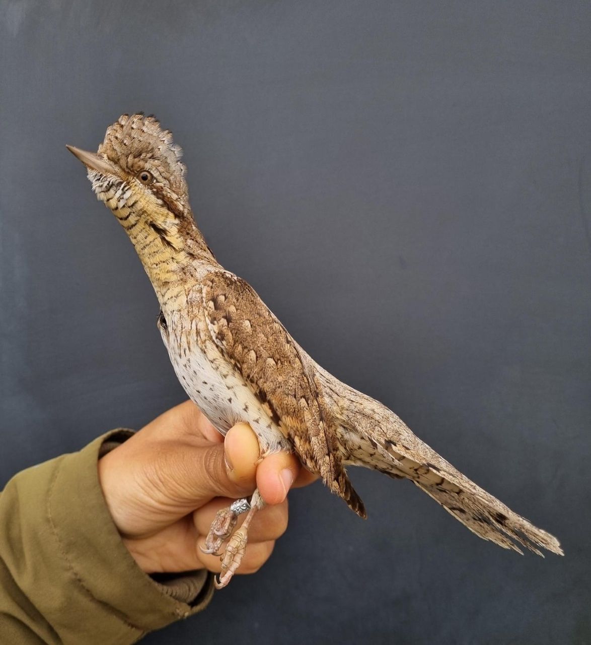 Wryneck_2.jpg