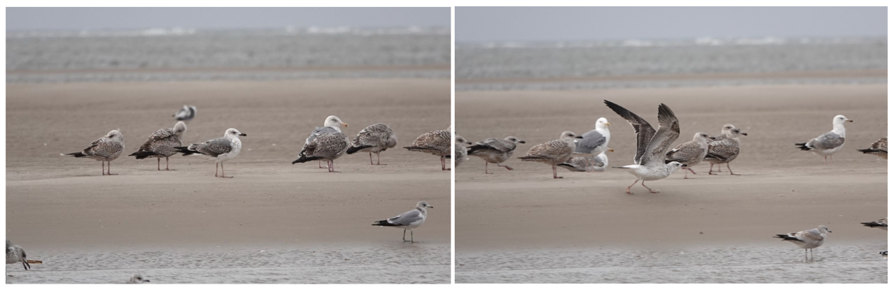Yellow_Leggeg_Gull_HBo.png_res.png