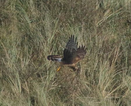 Young harrier. Foto. Jennifer Leung