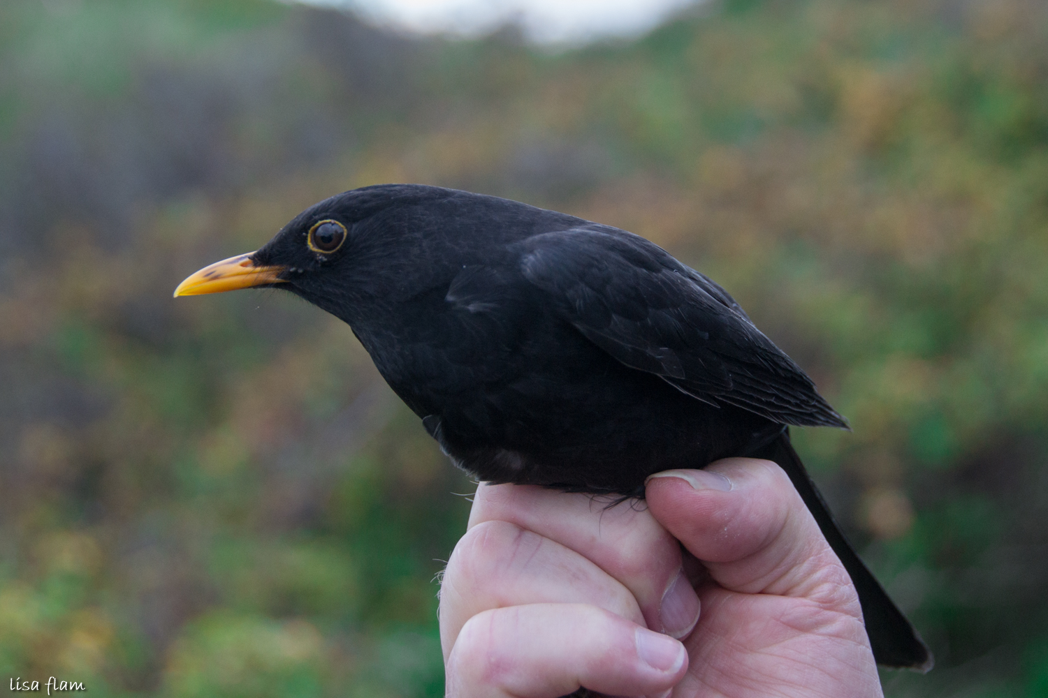 blackbird 2