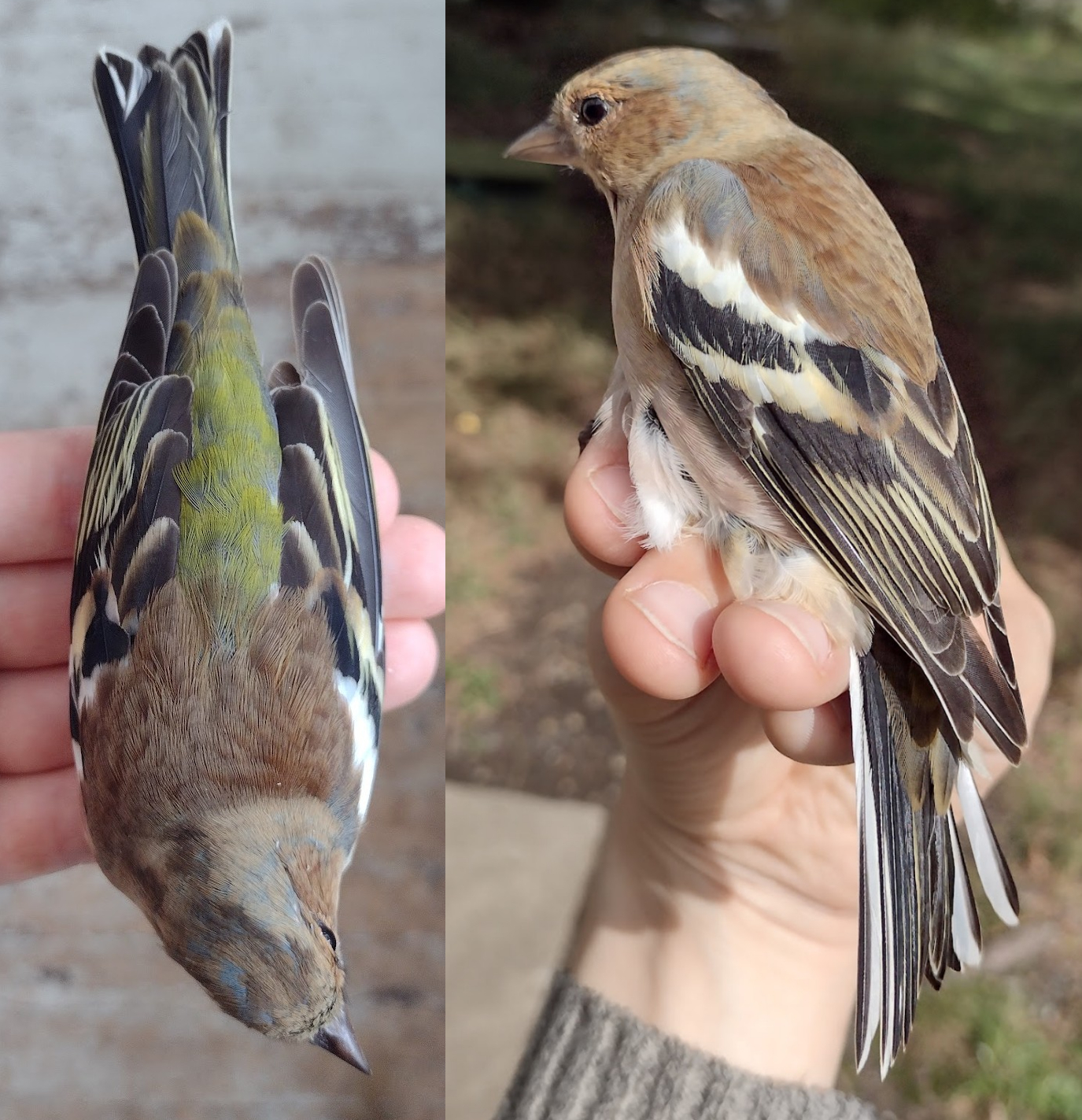 Chaff 07 09 2026