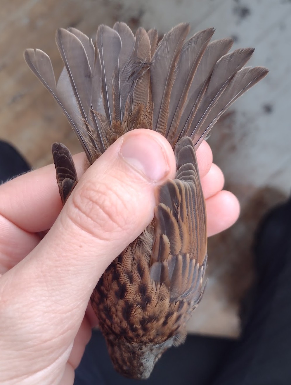 Dunnock 13 09 2026