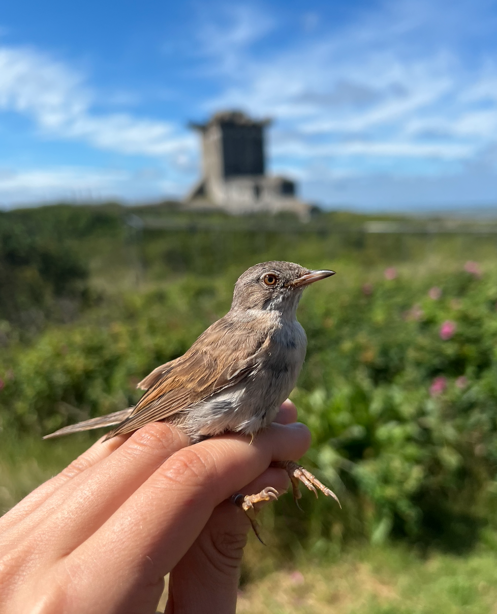 19 07 26 photogenic.whitethroat