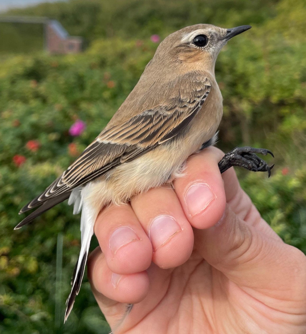 Wheatear 14 09 2026