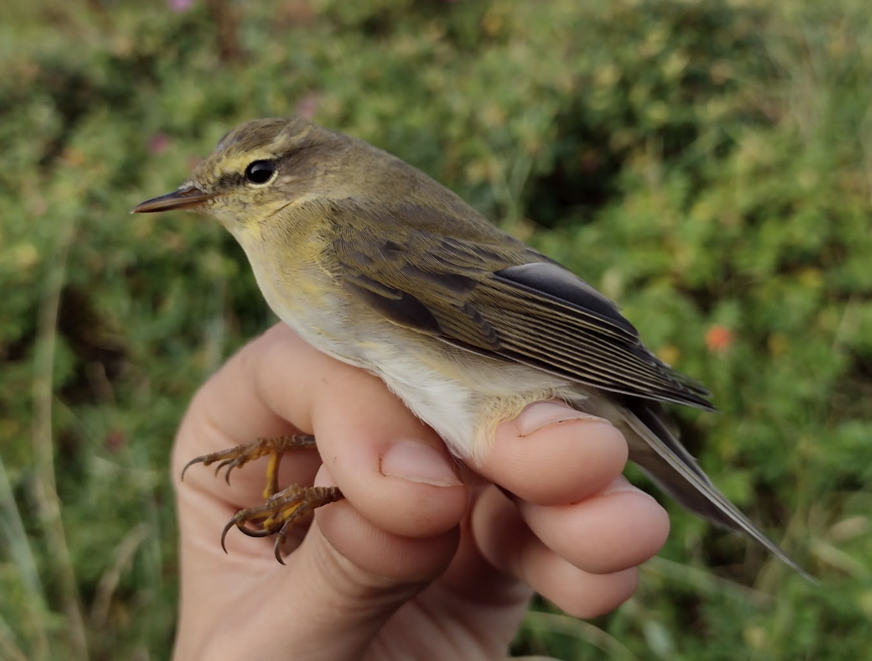 Willow Warbler adult 17 08 2026