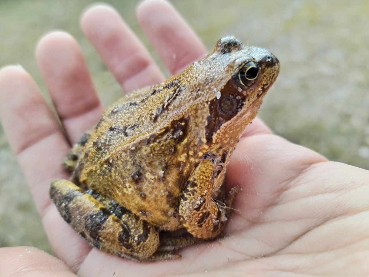 common_frog.jpg