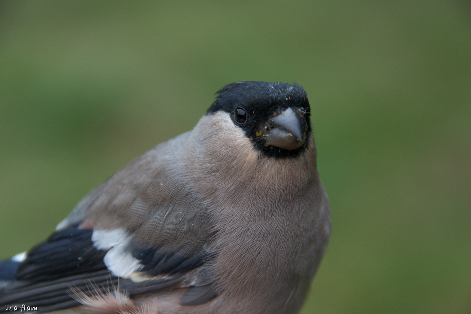 female bullfinch 2