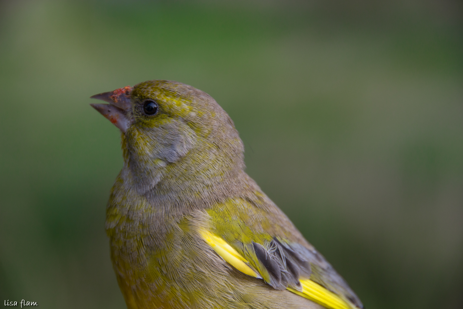 greenfinch 