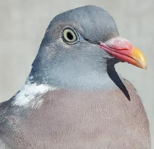 houtduif