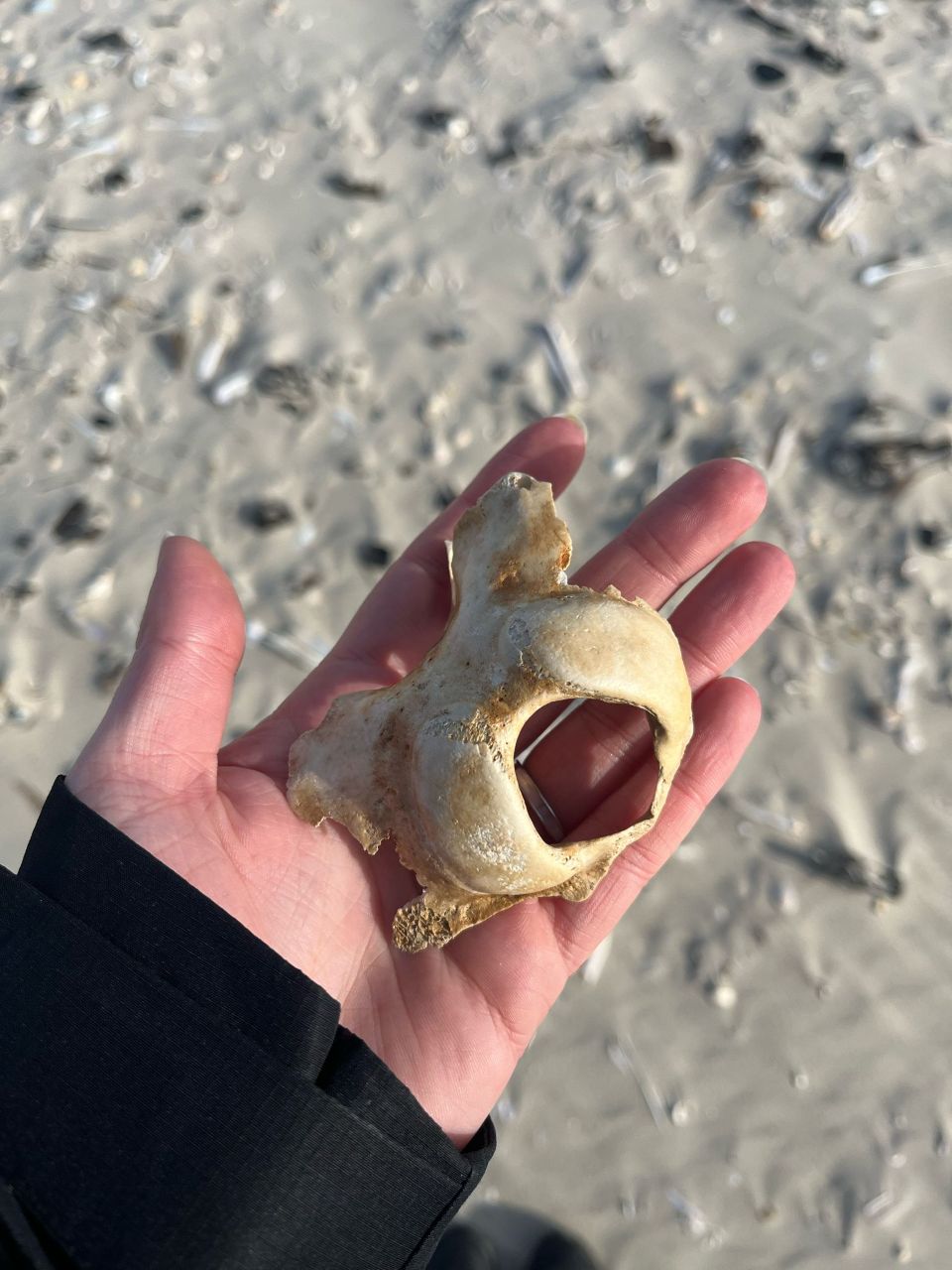 jawbone.jpg