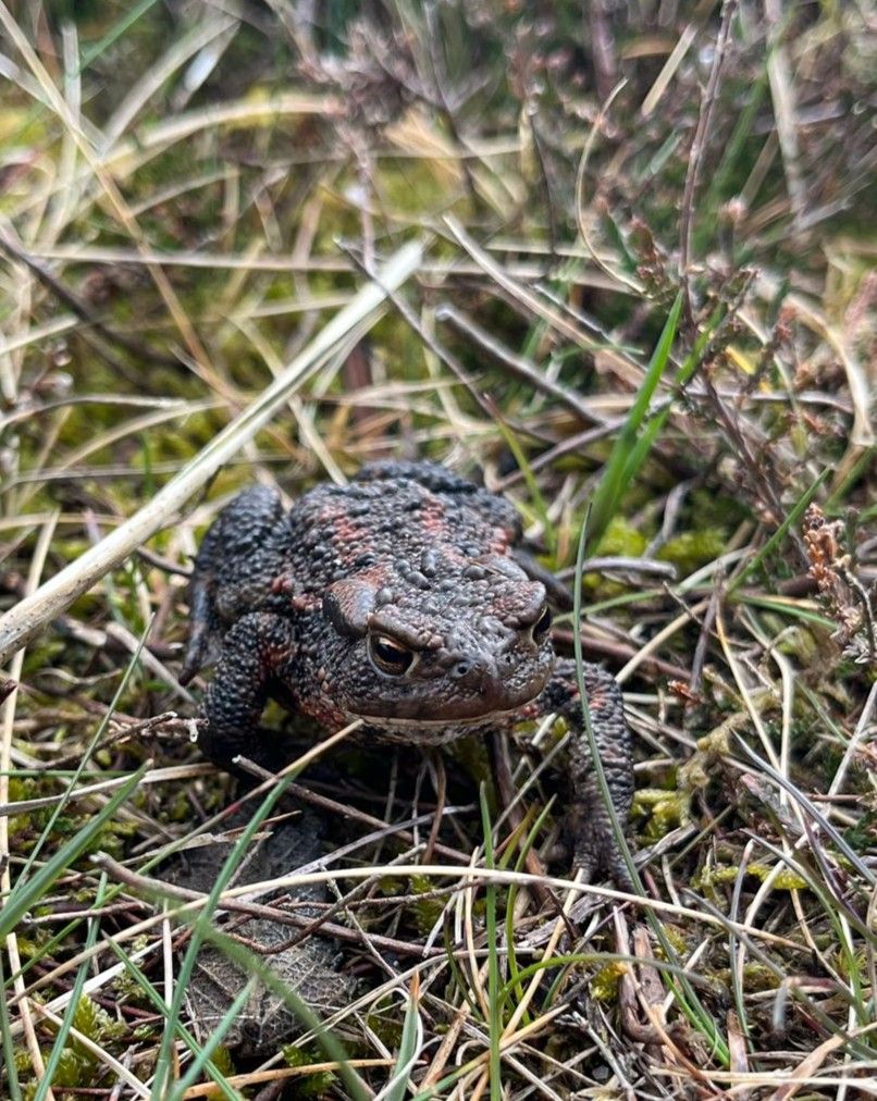 juvy_common_toad.jpg