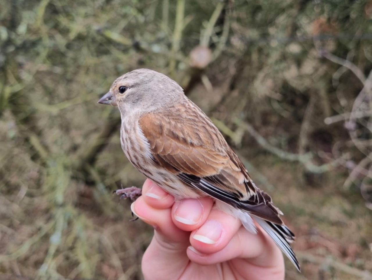 linnet_hun.jpg