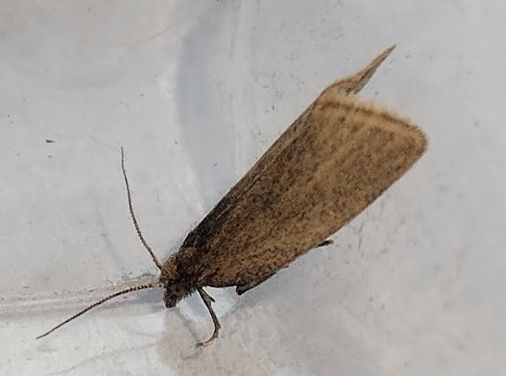 moth1 03052026