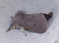 moth1 06052026
