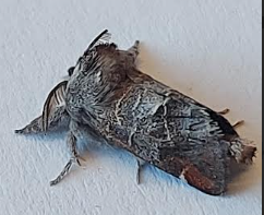 moth1 07052026