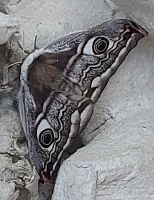 moth2 02052026