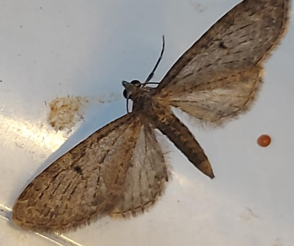 moth2 07052026