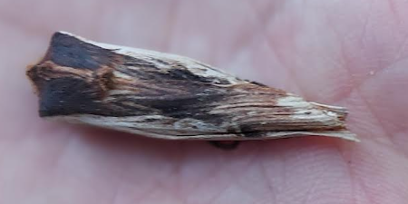 moth2 29042026