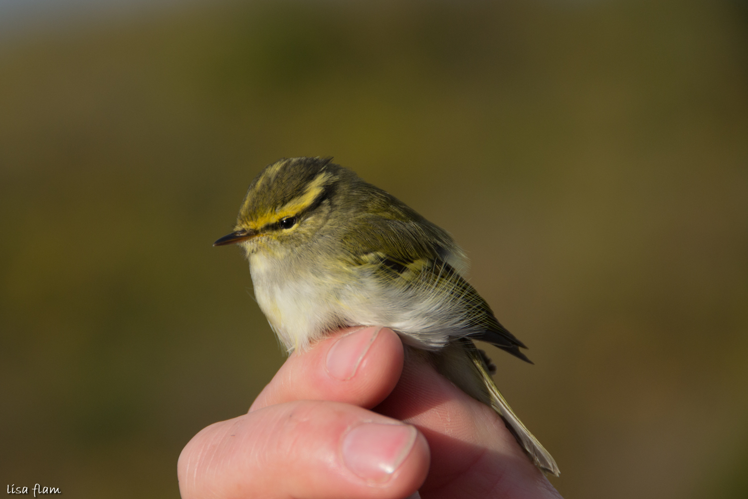 pallass leaf warbler 1