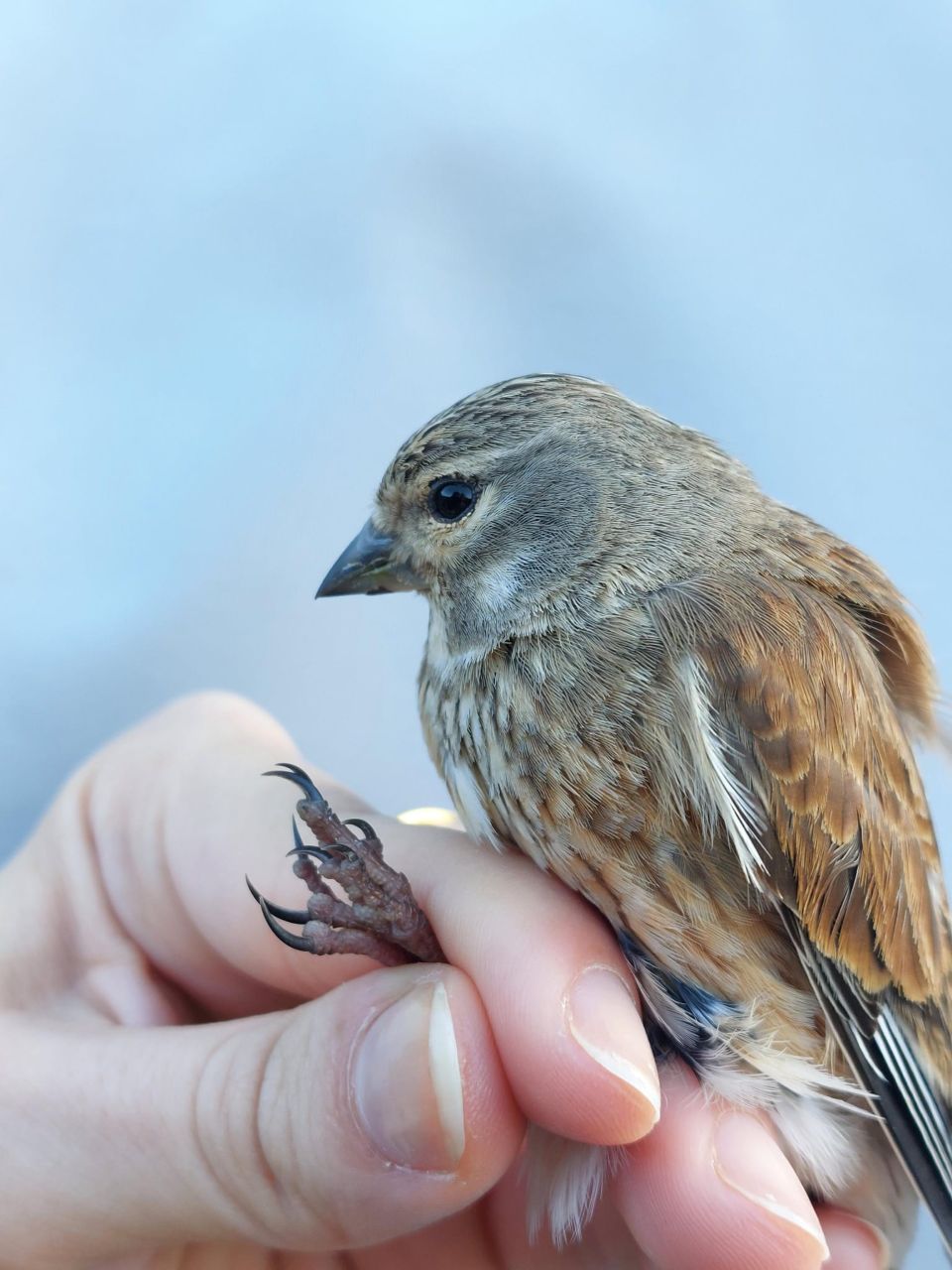 pretty_linnet.jpg