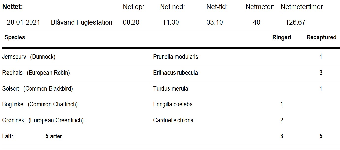 ringmaerkning_d_28.01.2021.jpg