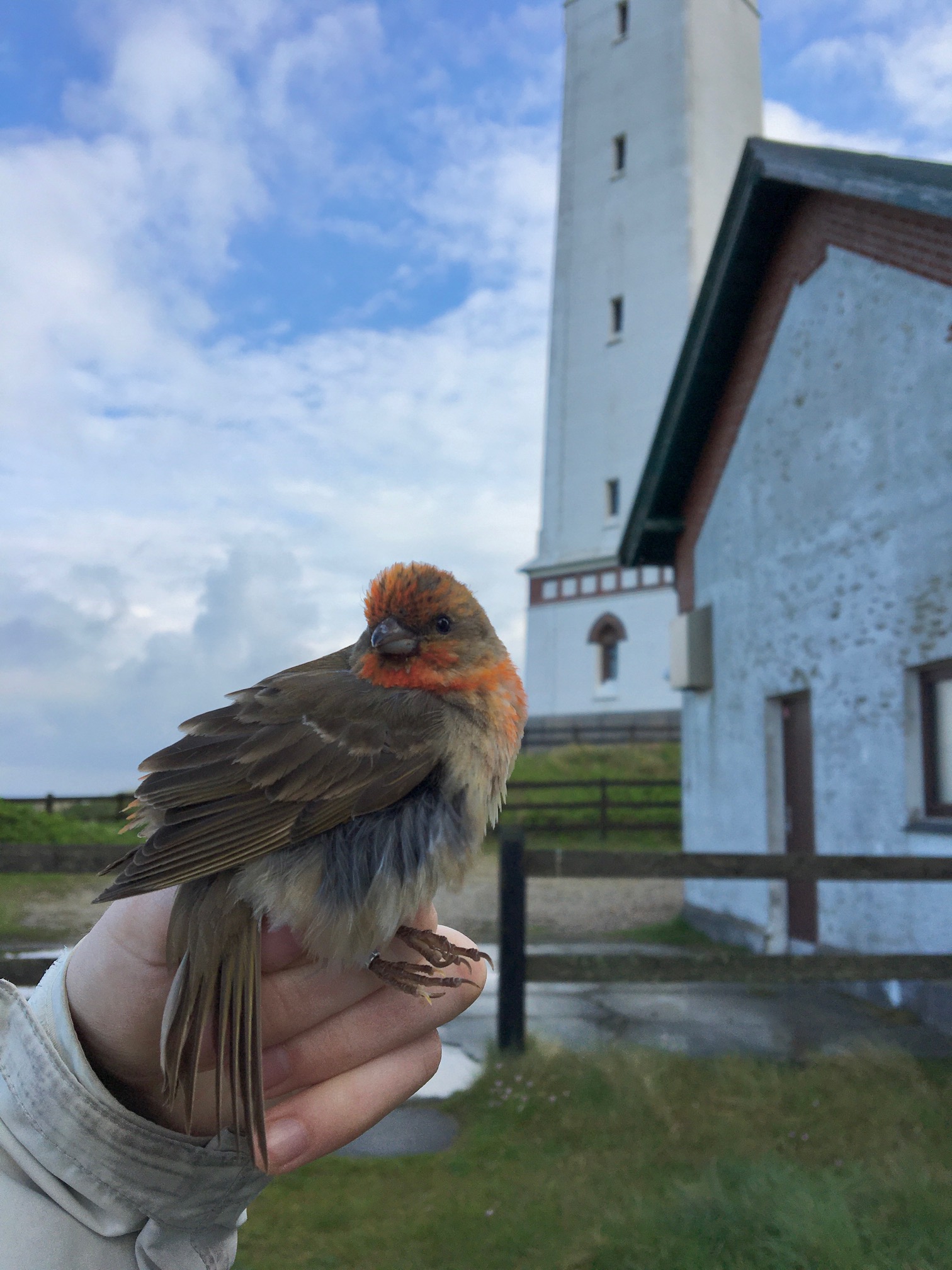 rosefinch-25-05.jpeg