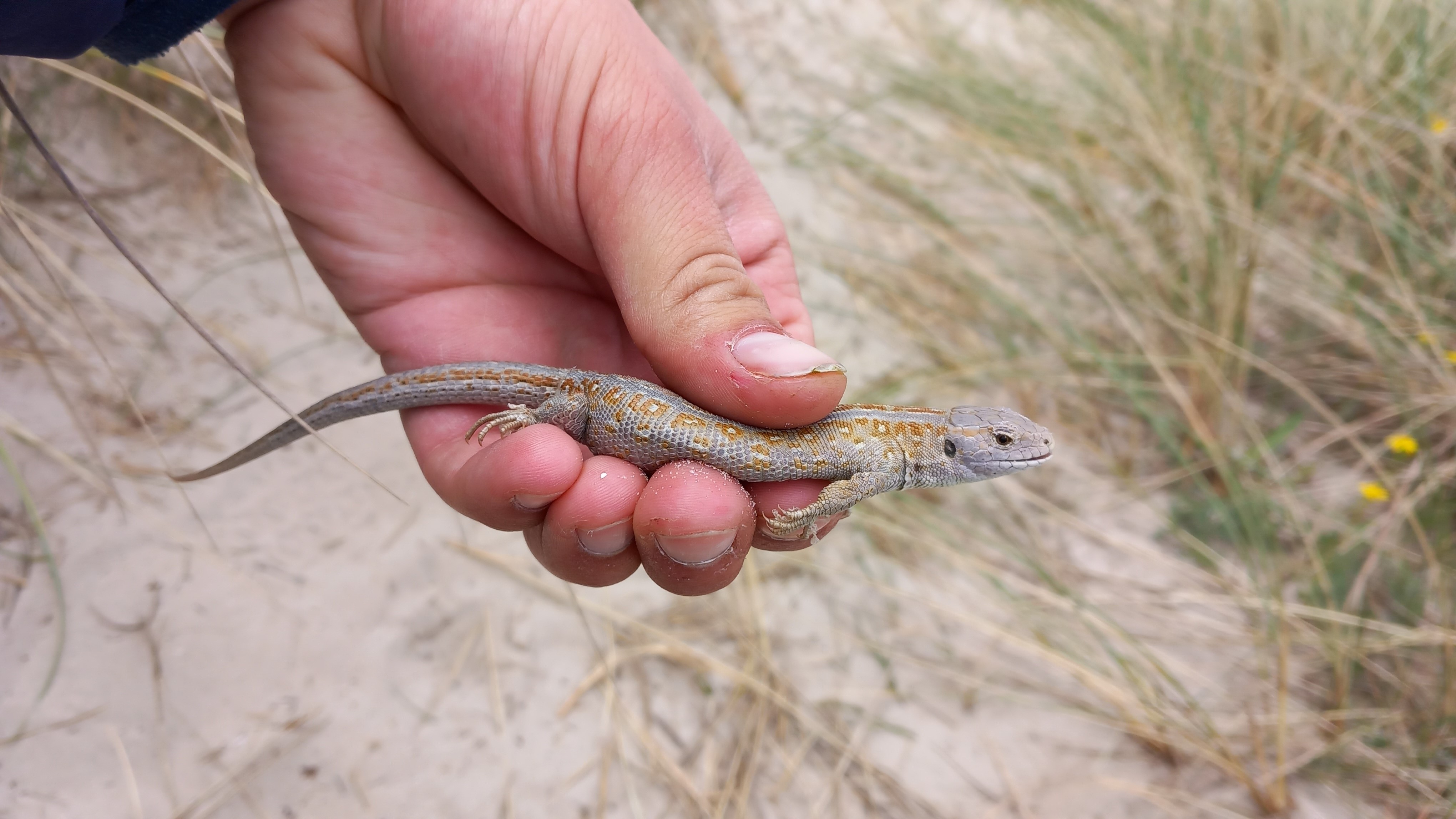 sand_lizard.jpg