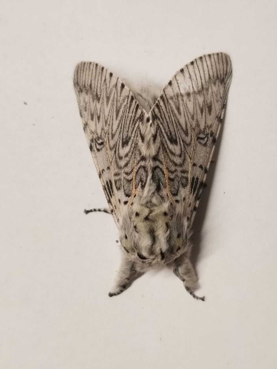 small_vinula.jpg
