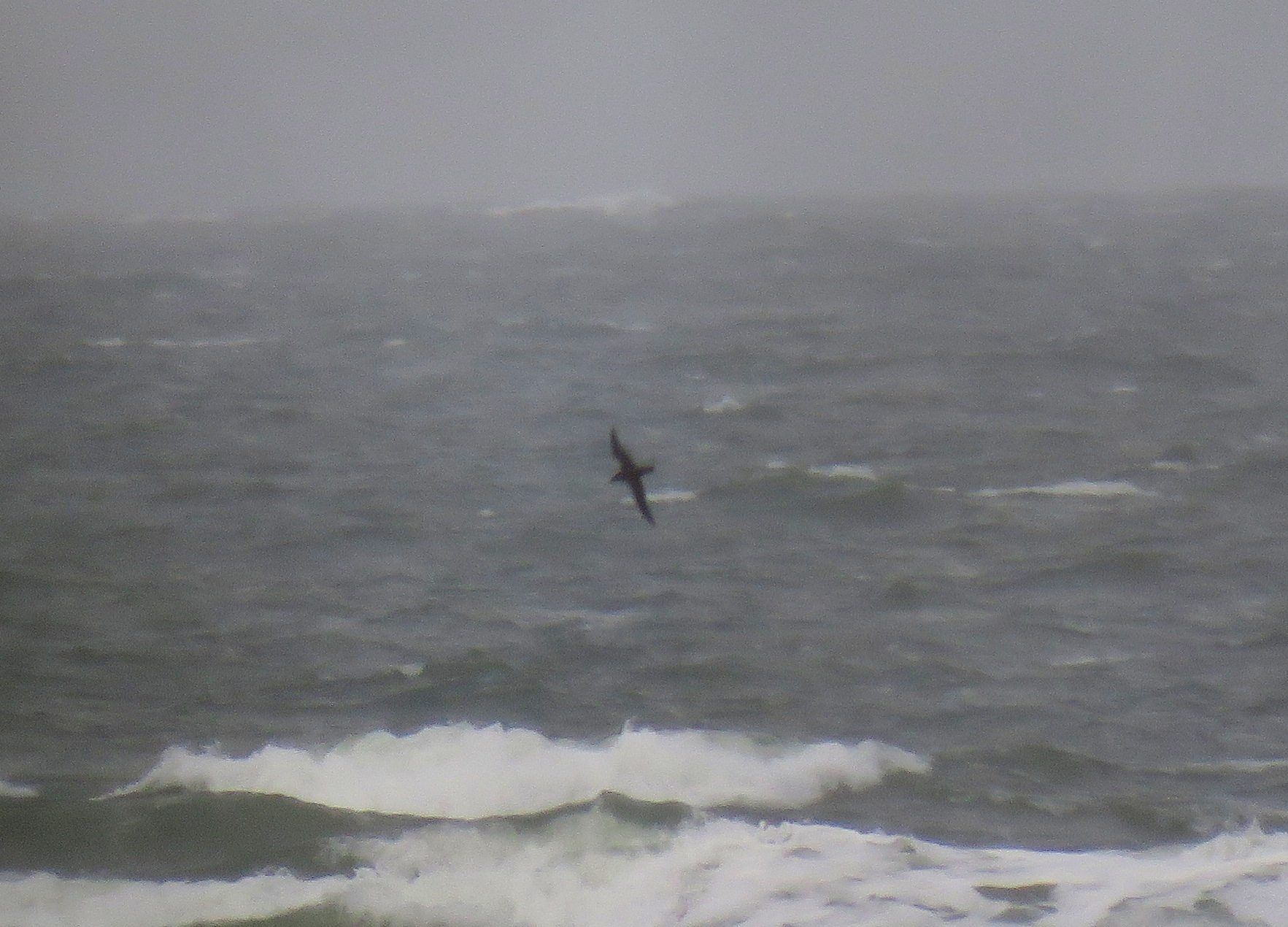 sooty shearwater