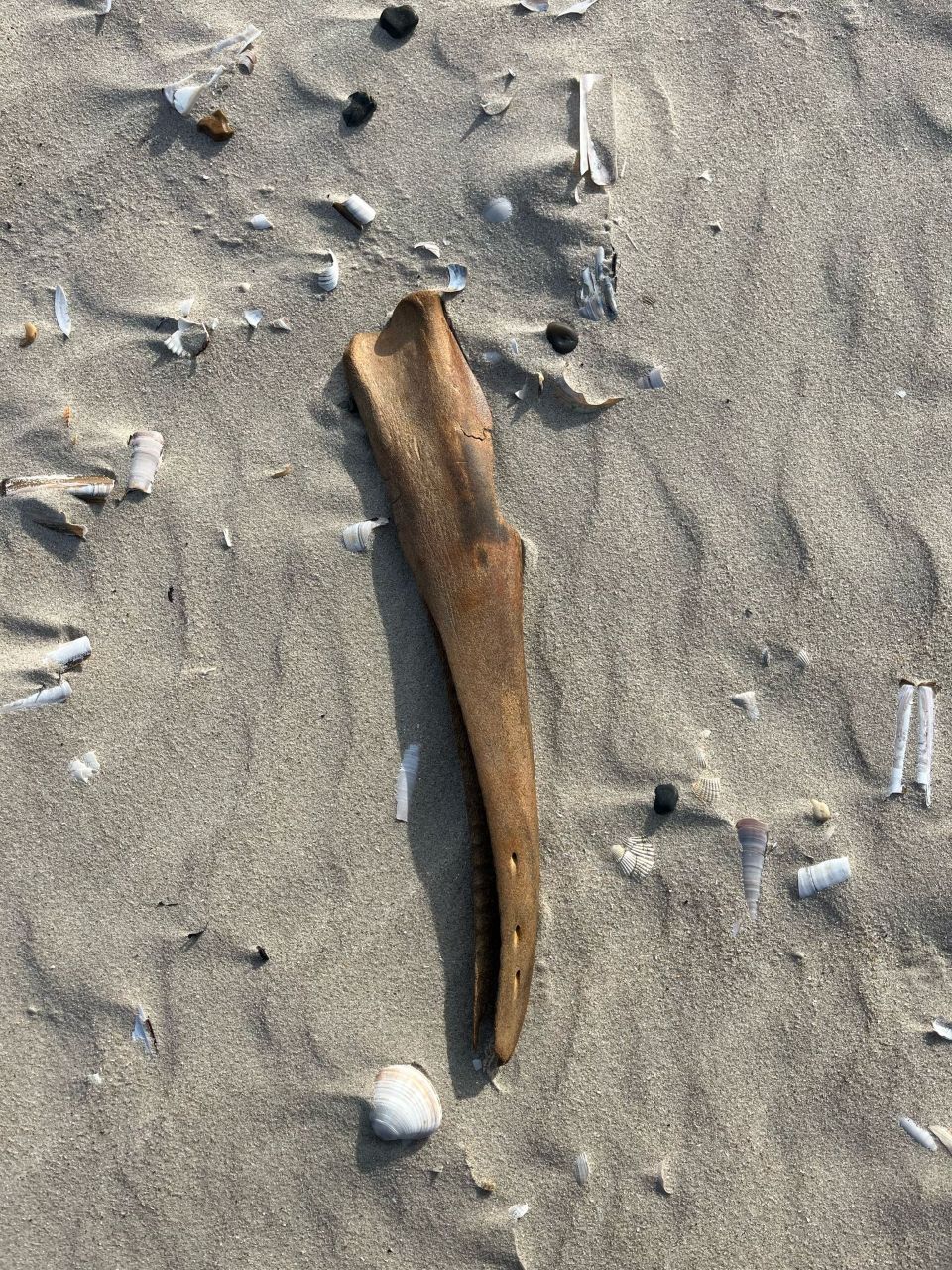spine_sea_mammal.jpg