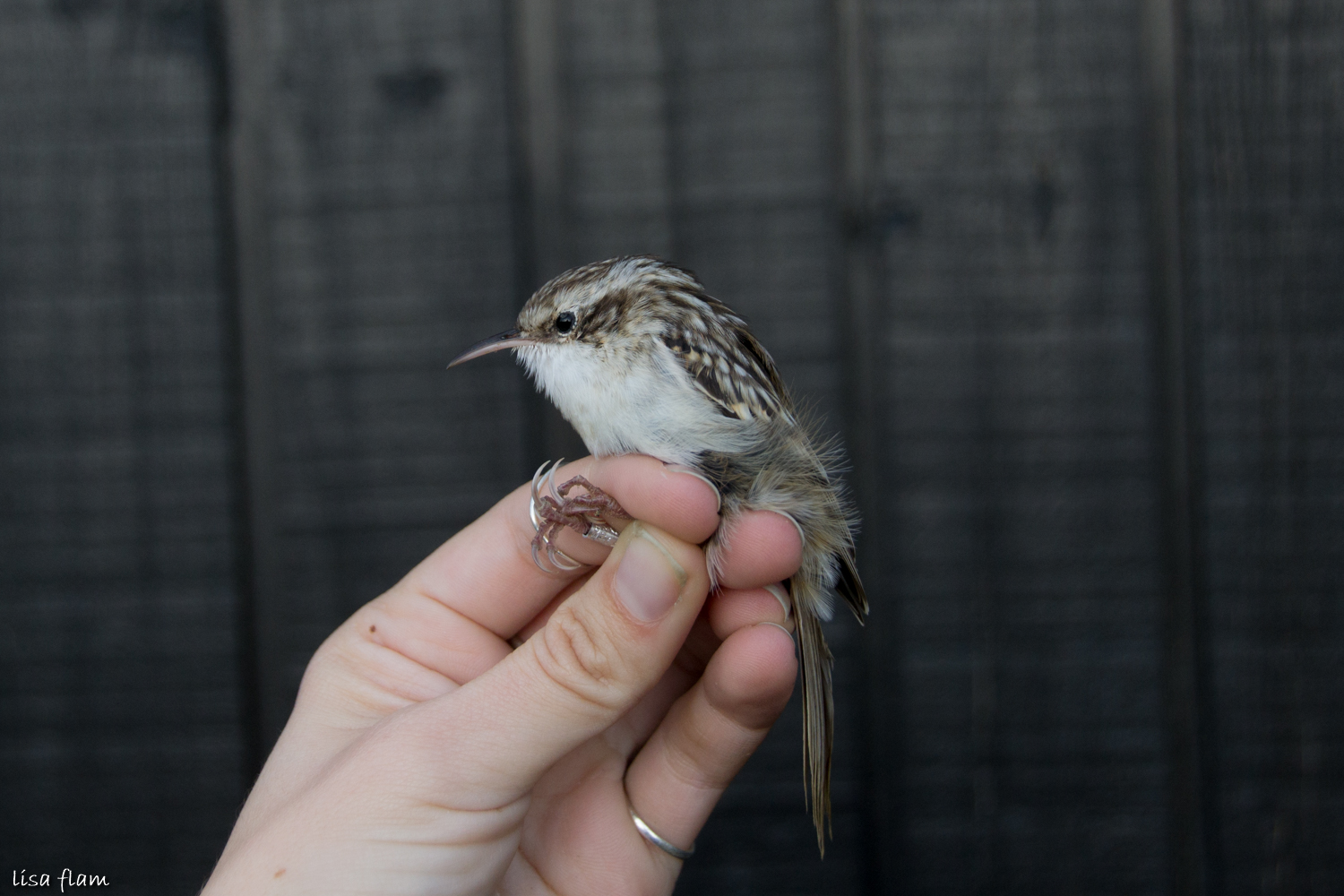 treecreeper 6